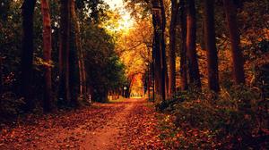 Fall Aesthetic Woods fall aesthetic wallpaper