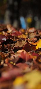 Fall Colors For Your Iphone fall iphone wallpaper