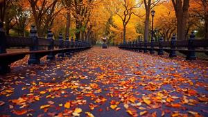 Fall Maple Leaves fall wallpaper