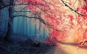 Fall Pink Tree Nature Picture nature wallpaper