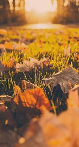 Fallen Leaves Fall IPhone fall iphone wallpaper