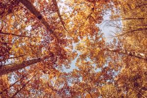 Fall's beauty on display with vibrant orange leaves fall wallpaper