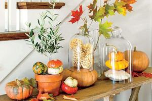 Favorable Fall Foliage fall aesthetic wallpaper
