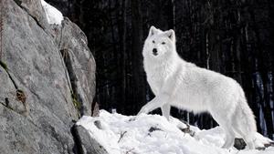Fearless and Wild - A lone White Wolf wolf wallpaper