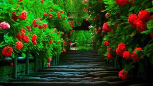 Feel the beauty of nature as flowers blossom in a charming garden. spring desktop wallpaper