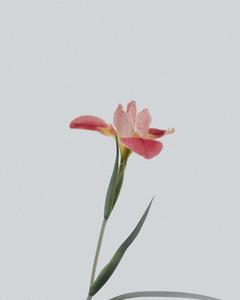 Feel the grace of nature with this vibrant flower Wallpaper