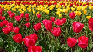 Feel the Joy of Colors with these Bright Tulips! flower wallpaper
