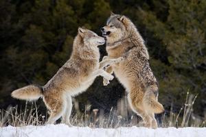 Feel the power of a mysterious Wolf wolf wallpaper