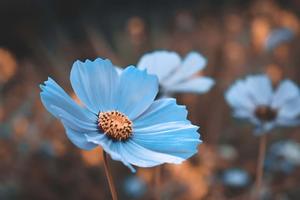Feeling of Peace and Calm blue aesthetic wallpaper