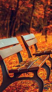 Feeling the Fall Vibes. fall wallpaper