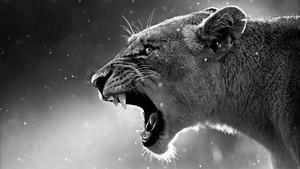 Feisty Lioness Black And White PFP black and white pfp wallpaper