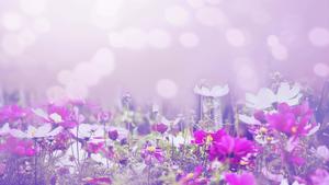 Field Of Nature Flower nature flower wallpaper