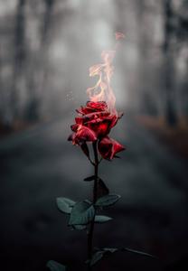 Fire Burning Rose Flower Mobile flower mobile wallpaper