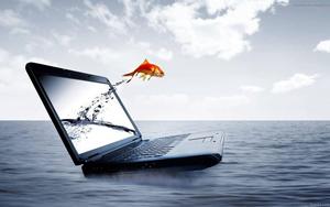 Fish Out Of Laptop laptop wallpaper