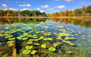 Fishing Lake With Lilies fishing wallpaper