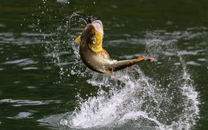 Fishing pictures fishing wallpaper