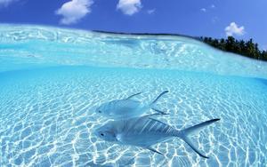 Fishing pictures fishing wallpaper