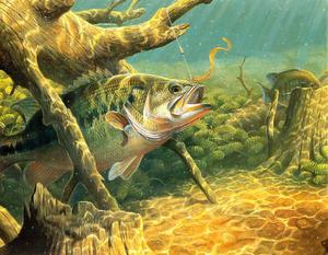 Fishing pictures fishing wallpaper