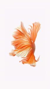 Fishing pictures fishing wallpaper
