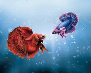 Fishing pictures fishing wallpaper