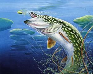 Fishing pictures fishing wallpaper
