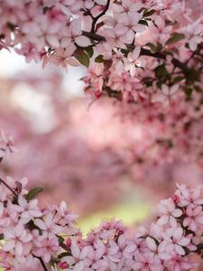 Flower Background flower wallpaper