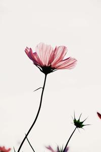 Flower Background flower wallpaper