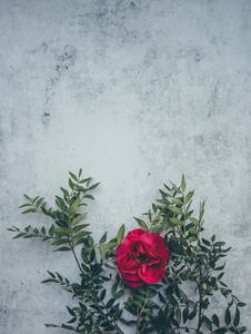 Flower Background flower wallpaper
