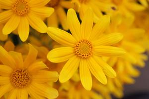 Flower Background flower wallpaper