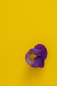 Flower Background flower wallpaper