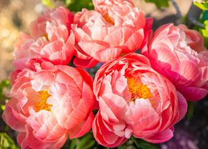 Flower Background flower wallpaper