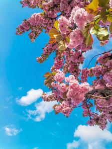 Flower Background flower wallpaper