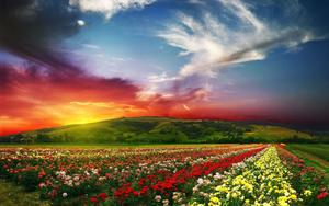 Flower Field Under Sunset Landscape Picture landscape wallpaper