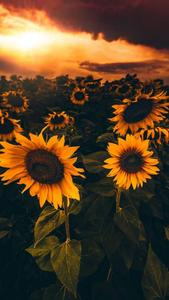 Flower Mobile Sunflowers flower mobile wallpaper
