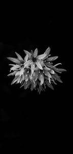 Flowers 4K Ultra HD Dark Phone 4k ultra hd dark phone wallpaper
