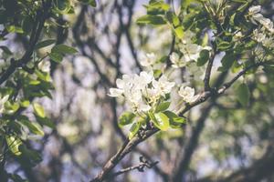 Flowers During Spring Season spring wallpaper