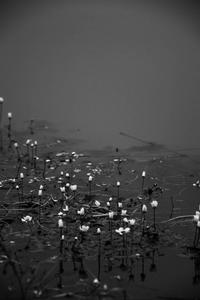 Flowers On Water iPhone Dark iphone dark wallpaper