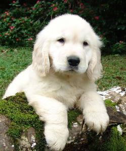 Fluffy Golden Retriever Puppy Picture puppy wallpaper