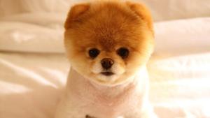 Fluffy Groomed Pomeranian Puppy puppy wallpaper