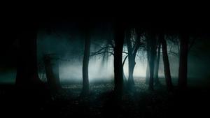 Foggy Dark Forest Picture dark wallpaper