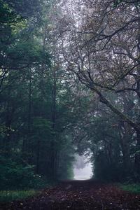 Foggy Forest 8K Phone 8k phone wallpaper