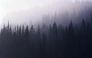 Foggy Forest Aesthetic forest wallpaper