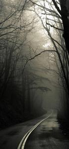 Foggy Forest Road iPhone Dark iphone dark wallpaper