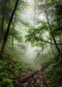 Foggy Nature Picture nature wallpaper