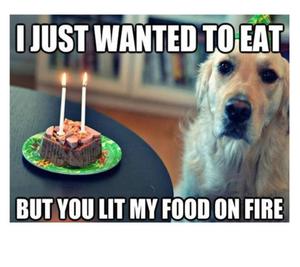 Food On Fire Dog Funny Meme funny meme wallpaper