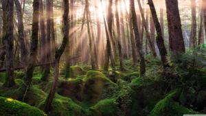 Forest At Sunrise forest wallpaper