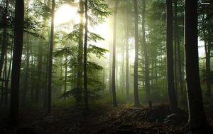 Forest Fog And Sunlight forest wallpaper