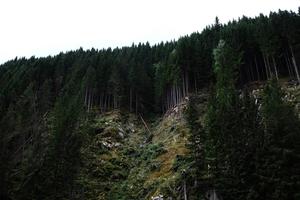 Forest Mountain Edge forest wallpaper