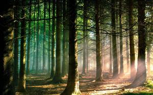 Forest Trees Sunlight forest wallpaper