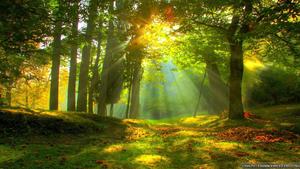Forest With Beautiful Sunlight forest wallpaper